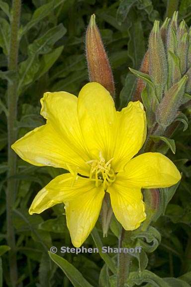 oenothera elata ssp hookeri 5 graphic